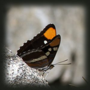IMG_1758 butterfly crop copy
